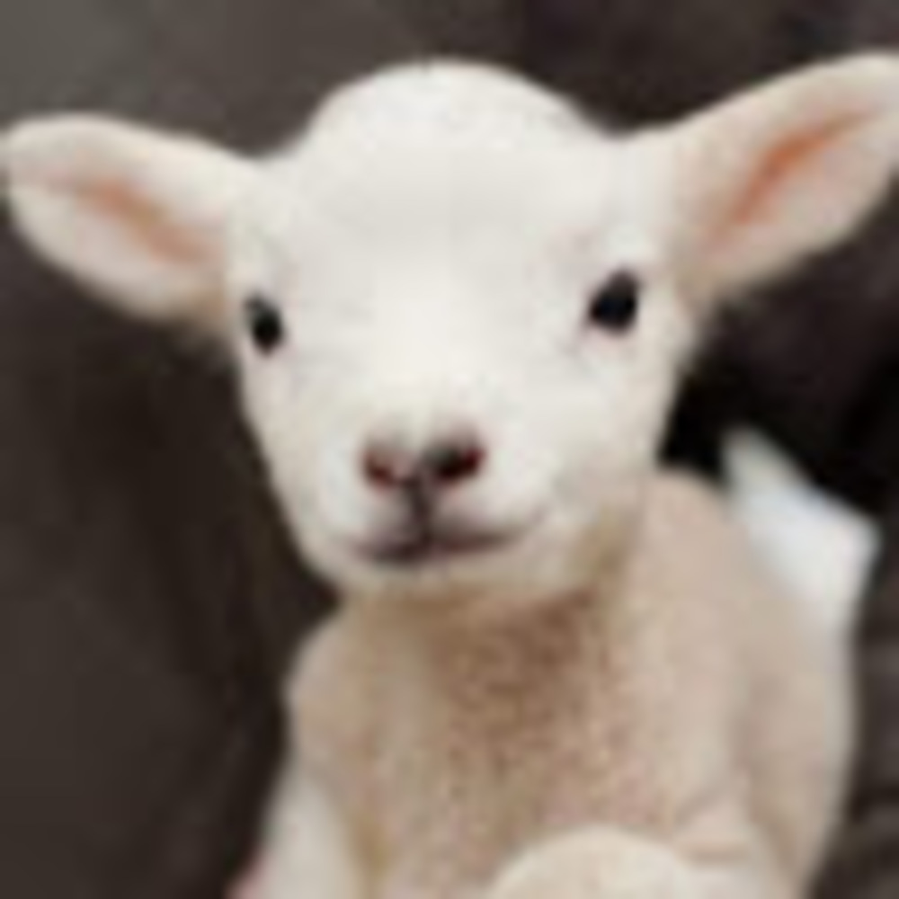 Meet your Posher, Rita